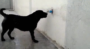 ShoweringDog